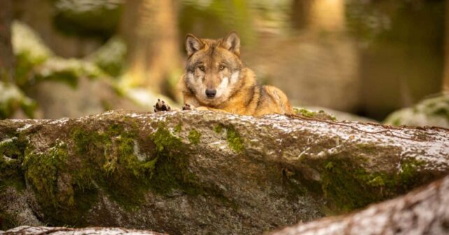 asesinan lobos ibéricos crecen ataques ganado