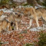 Madrid, 22 juin: succès sans précédent de la mobilisation dans la défense du loup ibérique