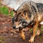 Madrid: Dimanche 22 juin, grande démonstration pour défendre le loup vivant et protégé