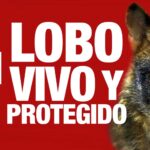 Madrid, dimanche 22 prochain: la protestation pour le loup doit être un succès, nous jouons l'avenir de notre biodiversité