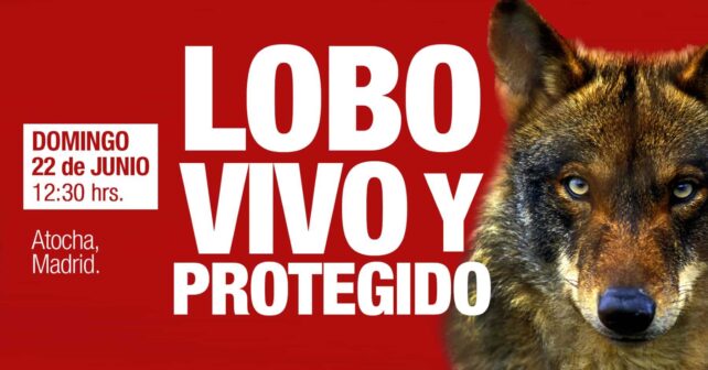 Madrid protesta lobo éxito
