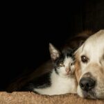 Ministère des droits sociaux, de la consommation et de l'ordre du jour 2030: exposition publique de deux décrets pour protéger les animaux de compagnie et contre l'abandon