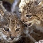 Murcia assiste à la naissance des deux premiers lynx ibériques en liberté