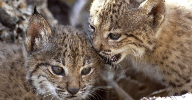 Murcia asiste al nacimiento de los dos primeros linces ibéricos en libertad