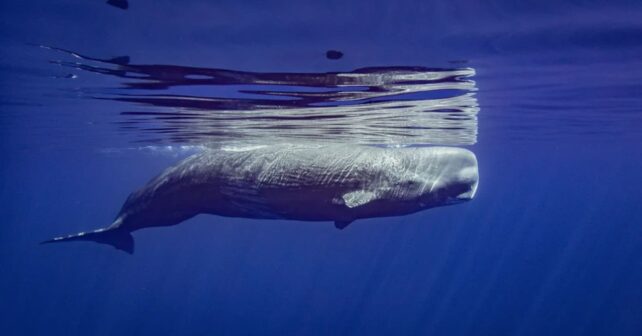 Niza emplazando a una alianza conjunta y global para cuidar de la salud de los oceános