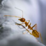 Nous avons jusqu'à présent 2 nouvelles espèces de fourmis en Espagne