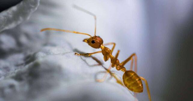 especies hormigas España