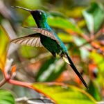 Nous vous disons tout sur les dialogues mutis de la biodiversité 2025