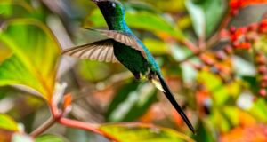 dialogos mutis biodiversidad 2025