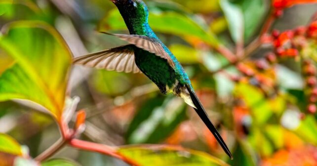 dialogos mutis biodiversidad 2025