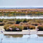 OK pour diverses propositions des municipalités de Doñana