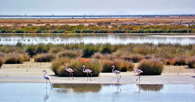 OK a diversas propuestas de los Ayuntamientos en Doñana