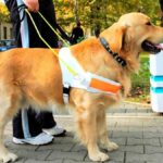 Par la loi, les chiens d'assistance doivent être les bienvenus partout