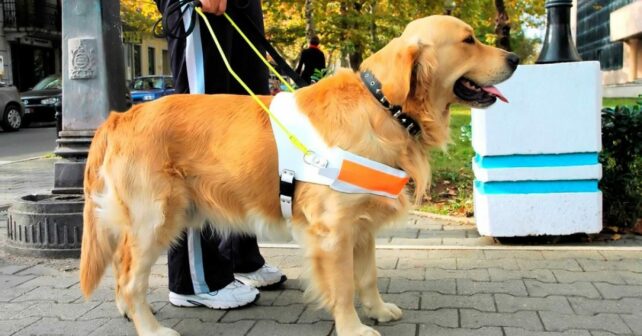 ley los perros asistencia bienvenidos