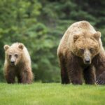 Pardo Bear: Comprendre comment les changements mondiaux affectent les espèces, comme les utilisations climatiques ou du sol