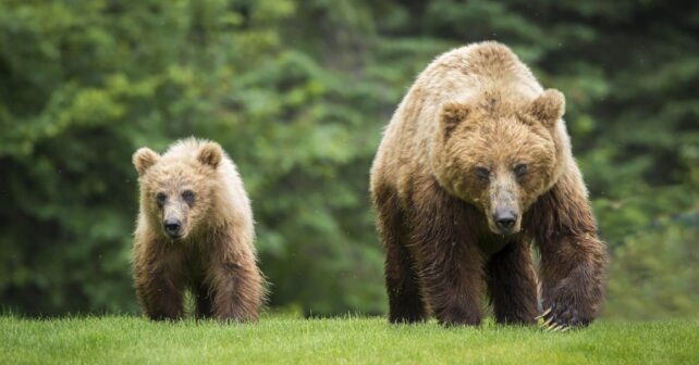 Oso pardo cambios globales climático suelo