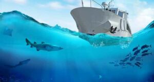 Contaminación acústica marina óceanos especies