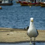 Projet Maraves: Conserve les oiseaux marins, avec l'aide de pêcheurs
