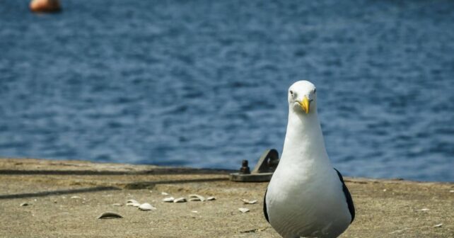 Maraves conservar aves marinas