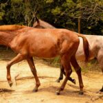 Quelque 1 300 chevaux et juments quitteront le marais de l'espace naturel de Doñana dans le 521ª «  retirer des juments ''