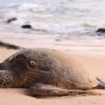 Surprise, une tortue idiote joue plus de 100 œufs sur la Costa Brava