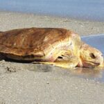 Tarragone: Les 24 dernières tortues nées sur la plage de La Savinosa reviennent en mer