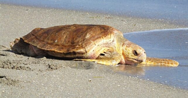 Tarragona regresan mar 24 últimas tortugas nacidas playa Savinosa