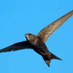 Toledo Traces Network: Ils économisent plus de 150 oiseaux de la chaleur