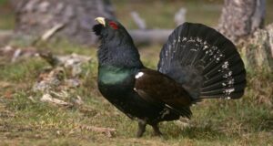 Todo sobre la población actual del urogallo cantábrico en España