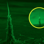 Towers of Worms: une stratégie de survie connue dans les laboratoires et récemment vérifié dans la nature