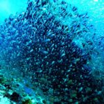 UNOC3: Proissance de la protection maritime, Arrêtez la pollution, réglementez les nations insulaires vulnérables de haute mer et finance