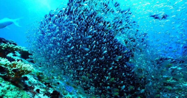UNOC3 urge la protección marina, frenar la contaminación, regular la alta mar y financiar a las naciones insulares vulnerables