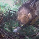 Un Eagle Calzada met un œuf et éclosera une merveilleuse nana malgré toutes les difficultés décrites