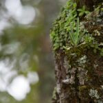Un décret royal approuvé par lequel dix nouvelles zones de conservation spéciales (ZEC) du réseau Natura 2000 sont déclarées