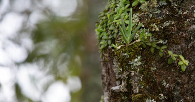 nuevas Zonas Especiales Conservación ZEC Red Natura 2000