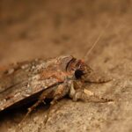 Un papillon australien est orienté par le ciel étoilé