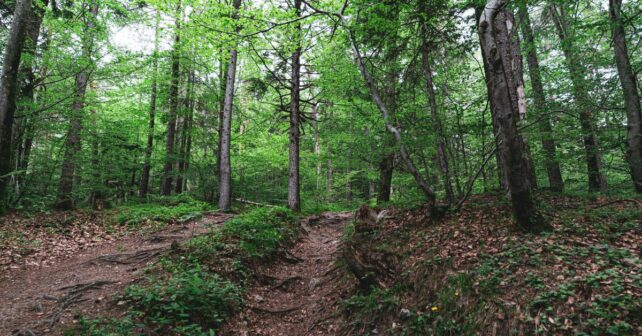 alerta temprana forestal