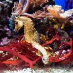Une sixième partie des habitats critiques de la biodiversité marine ne sont pas protégés