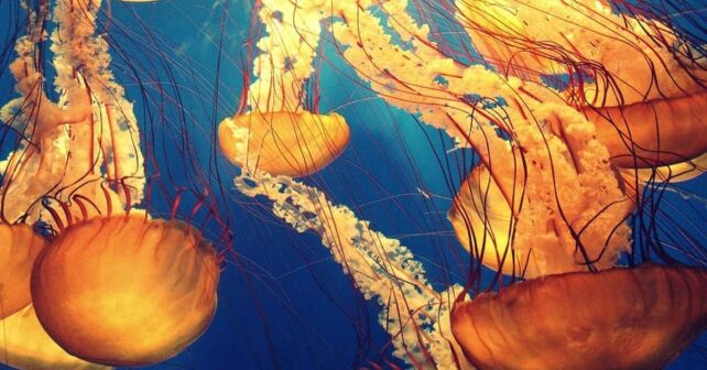 UNOC3 no decisiones jurídicamente vinculantes para crear zonas protegidas frenar minería aguas profundas