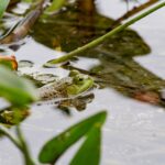 Zones humides espagnoles: tous les jours plus fragiles