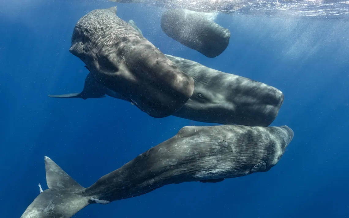 Une gousse de spermatozoïdes se rassemble près de la surface de la mer.
