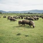 Actions pour évaluer le pâturage et l'écotourisme rural dans La Laguna del Cañizar (Teruel)
