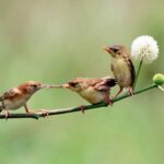 Andalousie cherche sur le marché des touristes ornithologiques et naturels de Grande-Bretagne