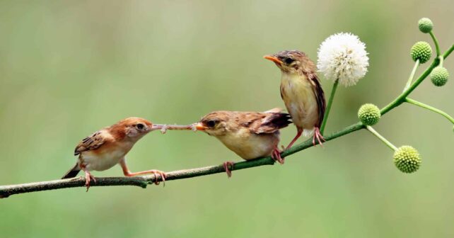 andalucia gran bretana turistas ornitologicos naturaleza