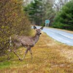 Au cours de la dernière décennie, les accidents impliquant des animaux ont doublé