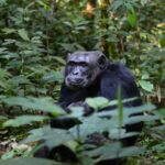 Chimpanzée mondiale 2025: L'importance de protéger nos cousins les plus proches dans l'arbre évolutif
