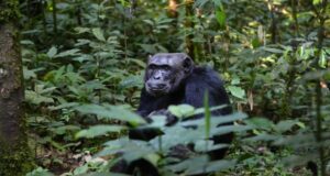 Día Mundial del Chimpancé 2025 la importancia de proteger a nuestros primos más cercanos en el árbol evolutivo