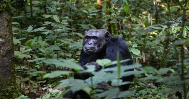 Día Mundial del Chimpancé 2025 la importancia de proteger a nuestros primos más cercanos en el árbol evolutivo