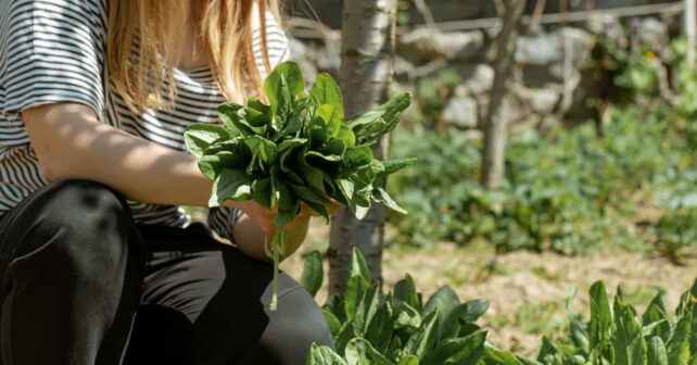 Comercio justo prácticas agrícolas producción respetuosas medioambiente