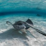 Extraction sous-marine: date au début de la destruction des fonds océaniques devra attendre